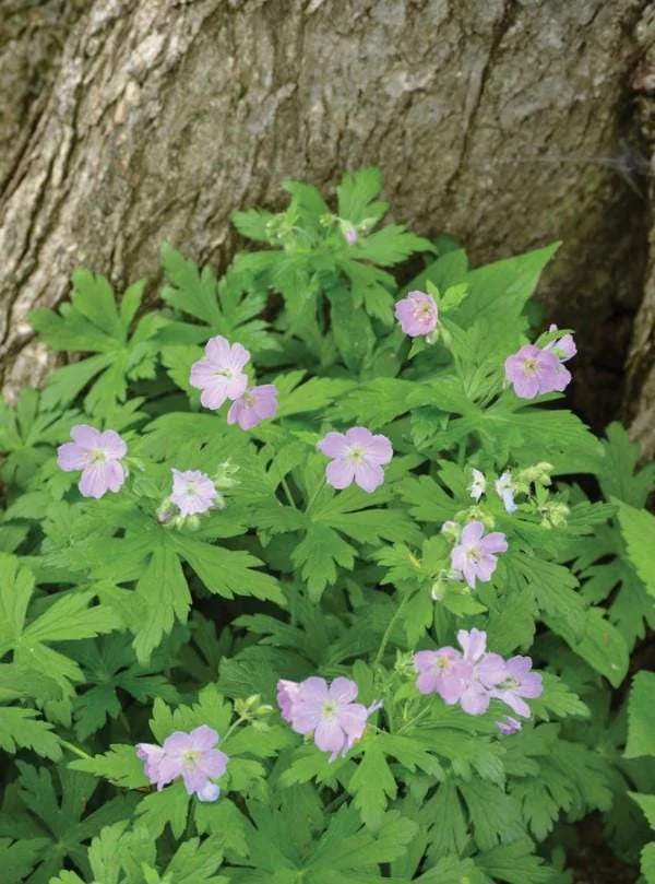 5 Wild Geranium Live Bareroots - Maculatum Hardy Perennial Lavender Flowers - Image 3