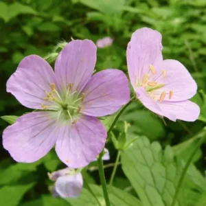 5 Wild Geranium Live Bareroots - Maculatum Hardy Perennial Lavender Flowers - Image 1