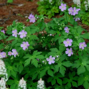 5 Wild Geranium Live Bareroots - Maculatum Hardy Perennial Lavender Flowers - Image 4