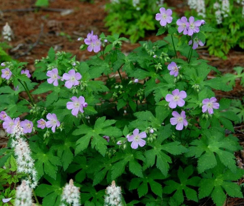 5 Wild Geranium Live Bareroots - Maculatum Hardy Perennial Lavender Flowers - Image 4