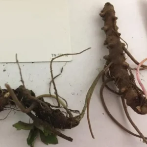 5 Wild Geranium Live Bareroots - Maculatum Hardy Perennial Lavender Flowers - Image 5