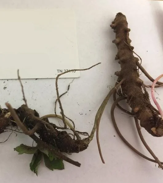 5 Wild Geranium Live Bareroots - Maculatum Hardy Perennial Lavender Flowers - Image 5