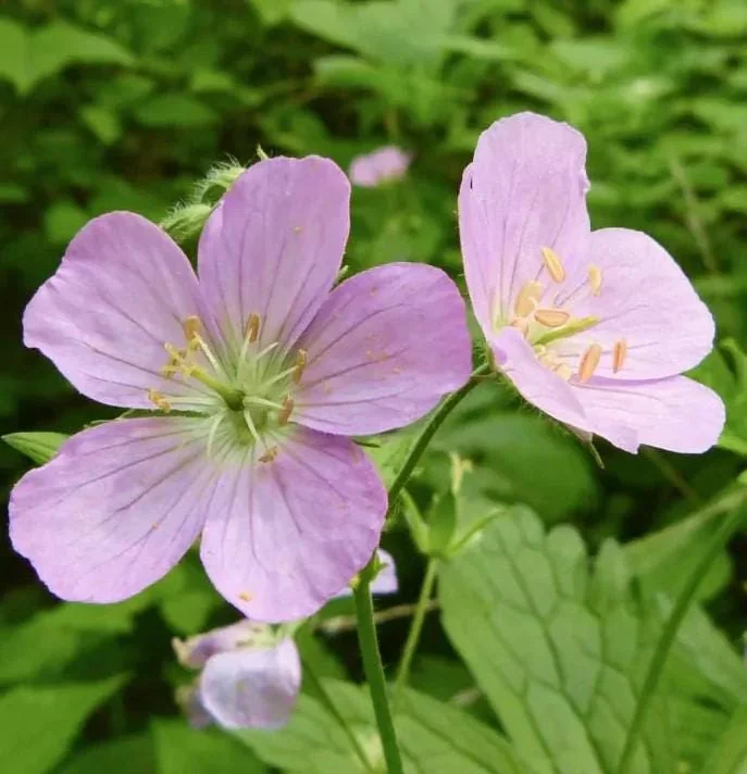5 Wild Geranium Live Bareroots - Maculatum Hardy Perennial Lavender Flowers - Image 1