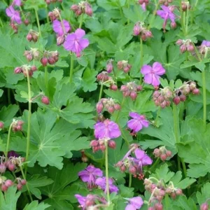 5 Wild Geranium Maculatum Bare Root Plants - Organic Cranesbill Flower - Image 2