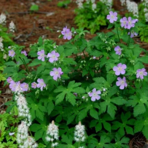 5 Wild Geranium Maculatum Bare Root Plants - Organic Cranesbill Flower - Image 6