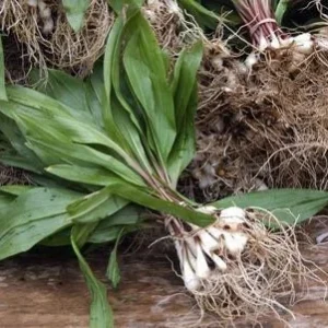 5 Wild Ramps Bulbs Bare Root – Allium tricoccum Wild Leeks – Edible Perennial - Image 8
