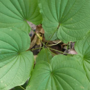 5 Wild Yam Bare Roots - Dioscorea Villosa Perennial Vine Native Wildflower - Image 1