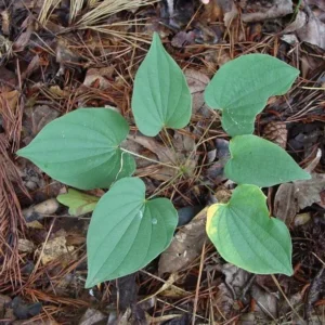 5 Wild Yam Bare Roots - Dioscorea Villosa Perennial Vine Native Wildflower - Image 8
