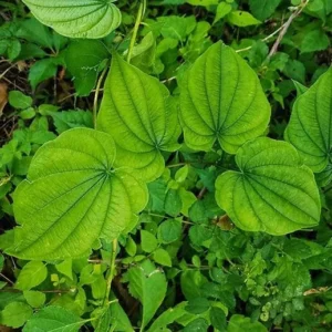 5 Wild Yam Bare Roots - Dioscorea Villosa Perennial Vine Native Wildflower - Image 9