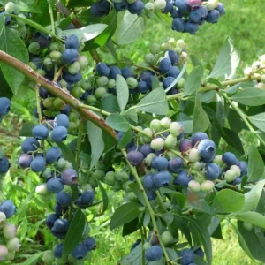 5 Windsor Blueberry Starter Plug - Vaccinium corymbosum - Southern Highbush Blueberry Live Plant - Image 4