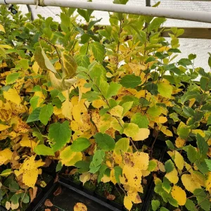 5 Witchhazel Bare Root Plants (Hamamelis Virginiana) - 6-12" Tall, Zones 3-8 - Image 2