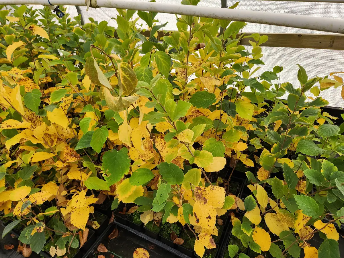 5 Witchhazel Bare Root Plants (Hamamelis Virginiana) - 6-12" Tall, Zones 3-8 - Image 2