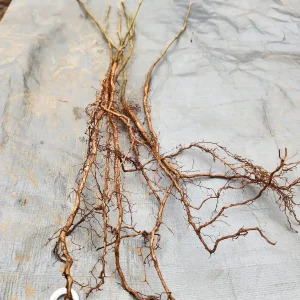 5 Witchhazel Bare Root Plants (Hamamelis Virginiana) - 6-12