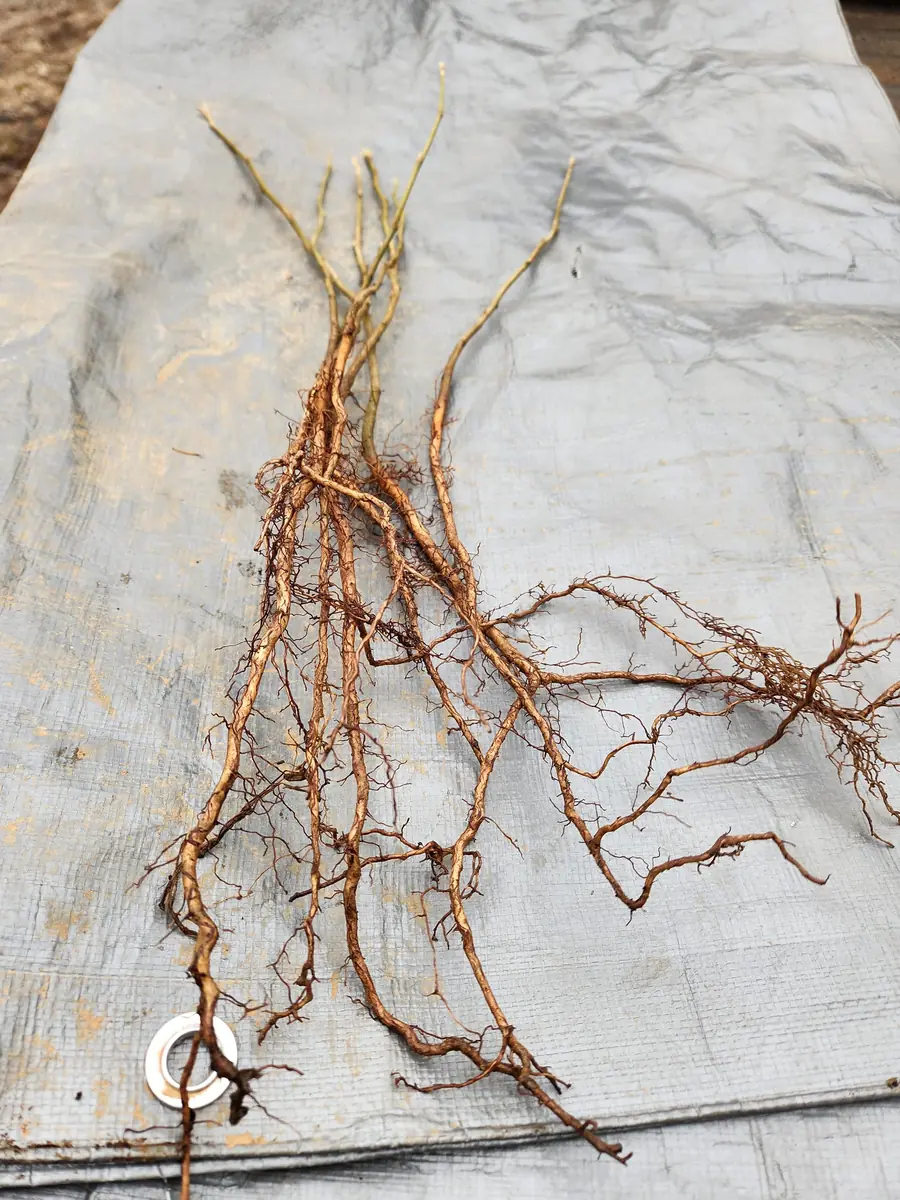 5 Witchhazel Bare Root Plants (Hamamelis Virginiana) - 6-12" Tall, Zones 3-8 - Image 3