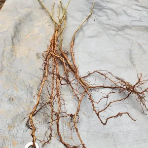 5 Witchhazel Bareroot Plants - Hamamelis Virginiana - 6-12