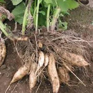 5 Yacón Root Plant - Smallanthus sonchifolius Bolivian Sunroot Starter Plants - Image 4