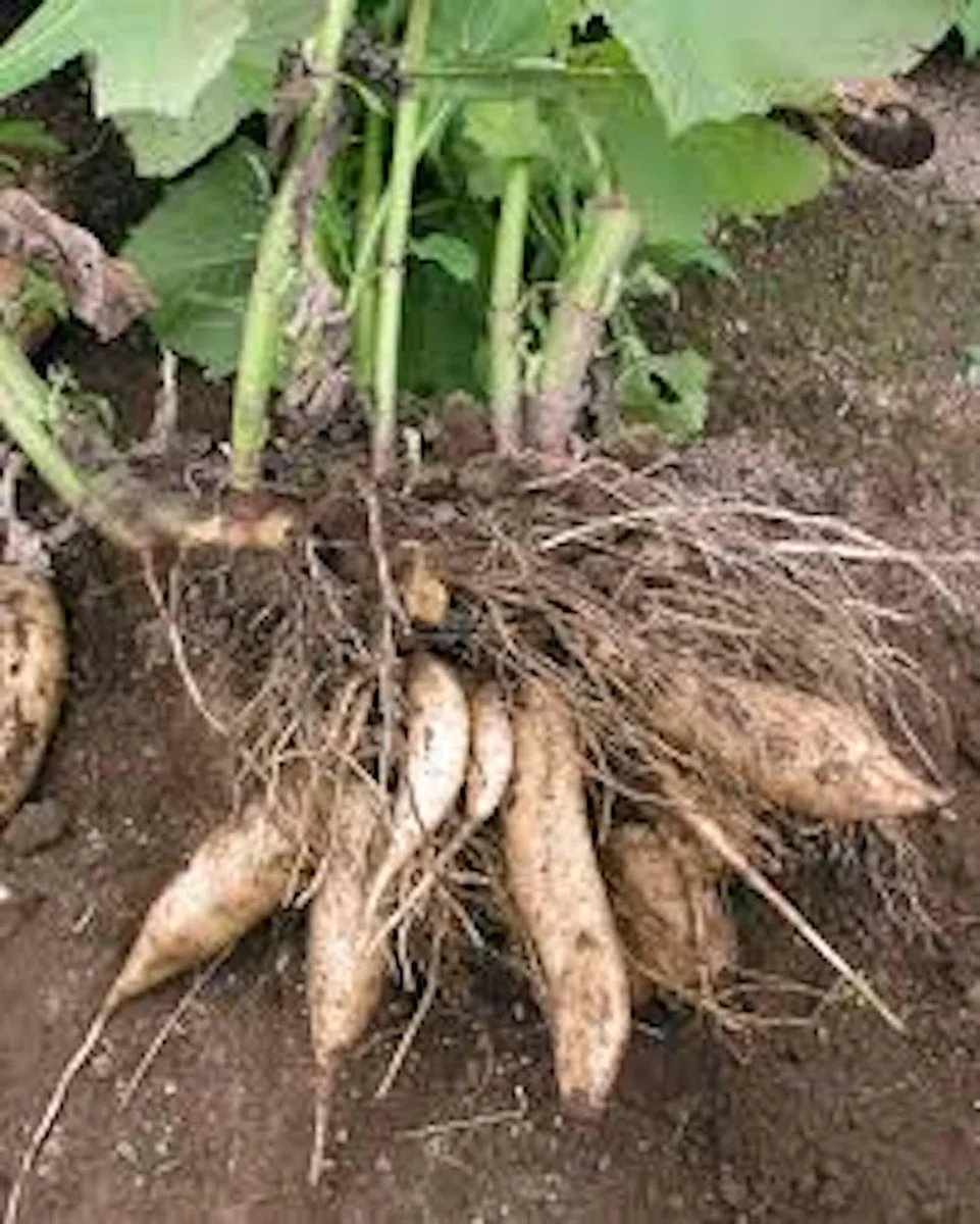 5 Yacón Root Plant - Smallanthus sonchifolius Bolivian Sunroot Starter Plants - Image 4