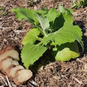 5 Yacón Root Plant - Smallanthus sonchifolius Bolivian Sunroot Starter Plants - Image 5