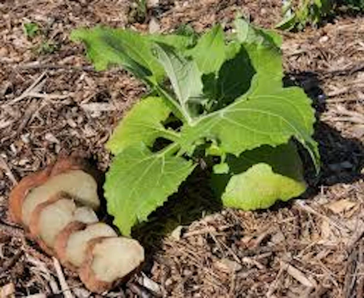 5 Yacón Root Plant - Smallanthus sonchifolius Bolivian Sunroot Starter Plants - Image 5