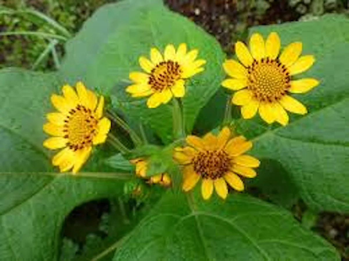 5 Yacón Root Plant - Smallanthus sonchifolius Bolivian Sunroot Starter Plants - Image 6