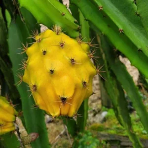 5 Yellow Dragon Fruit Starter Plugs - Selenicereus Megalanthus - Live Plant - Image 2