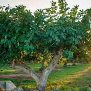 5 Yellow Long Neck Fig Tree Starter Plugs - Ficus carica Live Plant - Image 7