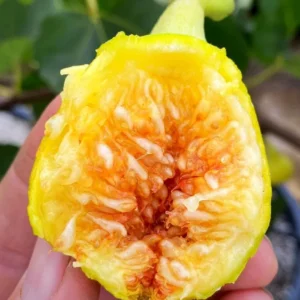 5 Yellow Long Neck Fig Tree Starter Plugs - Ficus carica Live Plant - Image 8