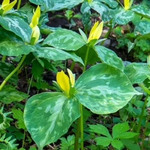 5 Yellow Trillium Bulbs – Heirloom Wood Lily Perennial – Shade Garden Plant - Image 10