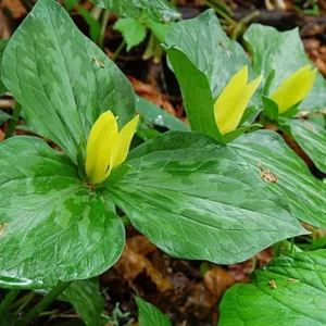 5 Yellow Trillium Bulbs – Heirloom Wood Lily Perennial – Shade Garden Plant - Image 2