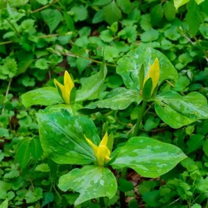 5 Yellow Trillium Bulbs – Heirloom Wood Lily Perennial – Shade Garden Plant - Image 3