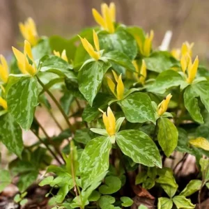 5 Yellow Trillium Bulbs – Heirloom Wood Lily Perennial – Shade Garden Plant - Image 7