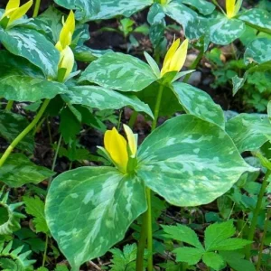 5 Yellow Trillium Bulbs – Heirloom Wood Lily Perennial – Shade Garden Plant - Image 8
