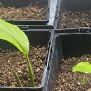 5 Yellow Turmeric Ginger Starter Plugs - Curcuma longa Live Plant - Image 4