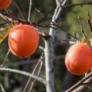 50 American Persimmon Tree Seeds - Diospyros Virginiana, Organic Heirloom Fruit - Image 10