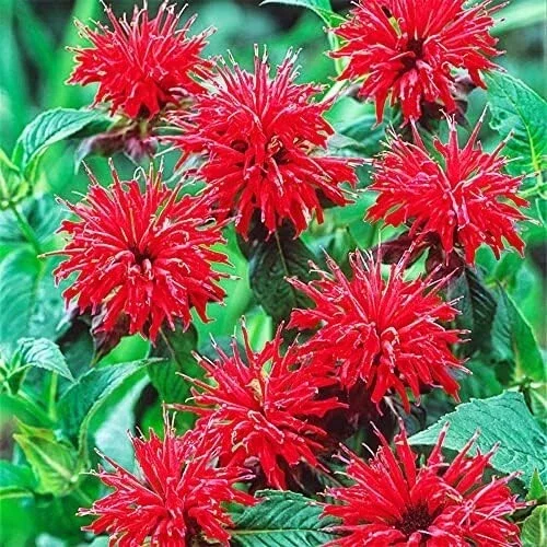 50+ Bergamot Monarda Autumn Mix Seeds Perennial Bee Balm Flower - Image 3