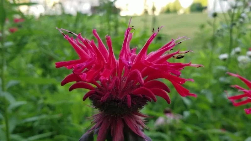 50+ Bergamot Monarda Autumn Mix Seeds Perennial Bee Balm Flower - Image 4