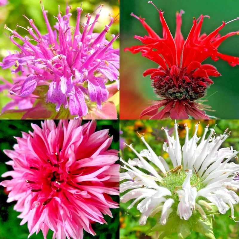 50+ Bergamot Monarda Autumn Mix Seeds Perennial Bee Balm Flower - Image 1