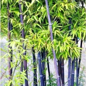 50+ Black Bamboo Seeds - Cold Resistant Perennial for Garden & Bonsai - Image 1