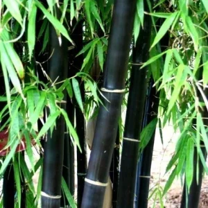 50+ Black Bamboo Seeds - Cold Resistant Perennial for Garden & Bonsai - Image 2