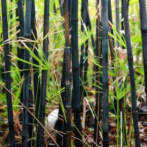 50+ Black Bamboo Seeds - Cold Resistant Perennial for Garden & Bonsai - Image 3