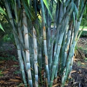 50 Blue Bamboo Seeds - Clumping Privacy Plant for Garden, Exotic Shade - Image 2