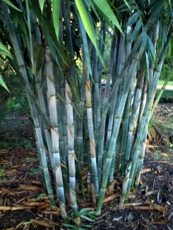 50 Blue Bamboo Seeds - Clumping Privacy Plant for Garden, Exotic Shade - Image 2