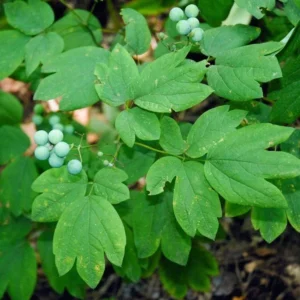 50 Blue Cohosh Bare Root Plants - Caulophyllum Thalictroides Wildflower Perennial - Image 10