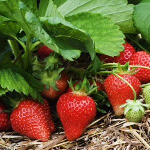 50 Cardinal Strawberry Bare Roots - Fragaria × ananassa - June-Bearing Fruit Plants - Image 8