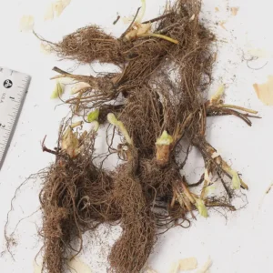 50 Chandler Strawberry Bare Roots - Fragaria × ananassa - High-Yielding June-Bearer - Image 2