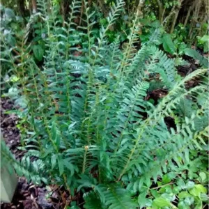 50 Christmas Fern Bare Root Plants - Polystichum Acrostichoides Native Perennial - Image 7