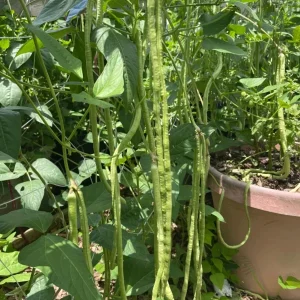 50 Dark Green Yard Long Bean Seeds - Heirloom Chinese Asparagus Vegetable Seeds Outdoor - Image 1