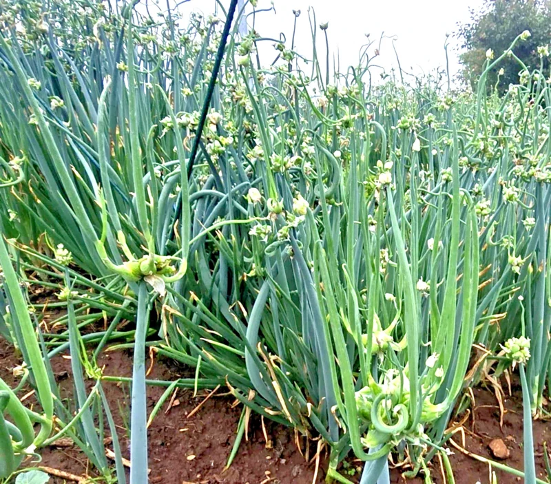 50 Egyptian Walking Onion Sets - Perennial Multiplier Tree Onion Bulbs for Garden - Image 2