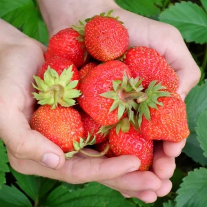 50 Evie 2 Everbearing Strawberry Plants – Bare Root High Yield Day Neutral Variety – Sweet & Firm Berries - Image 1
