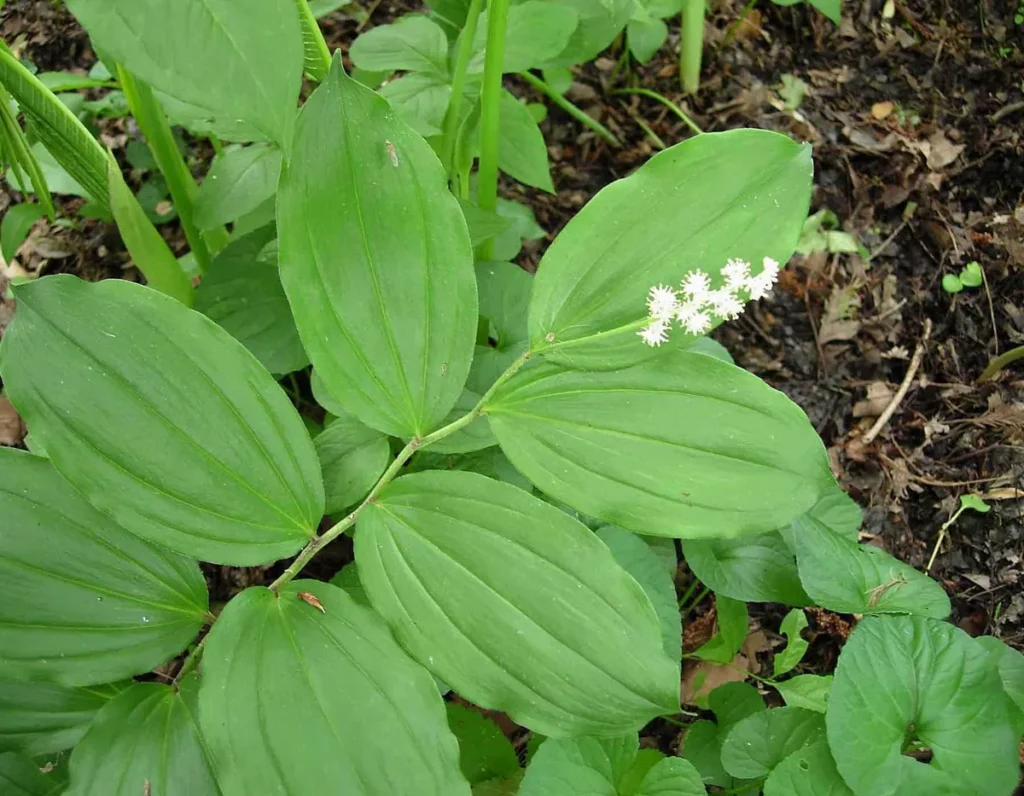 50 False Solomonseal Plants - Maianthemum Racemosum Bare Root